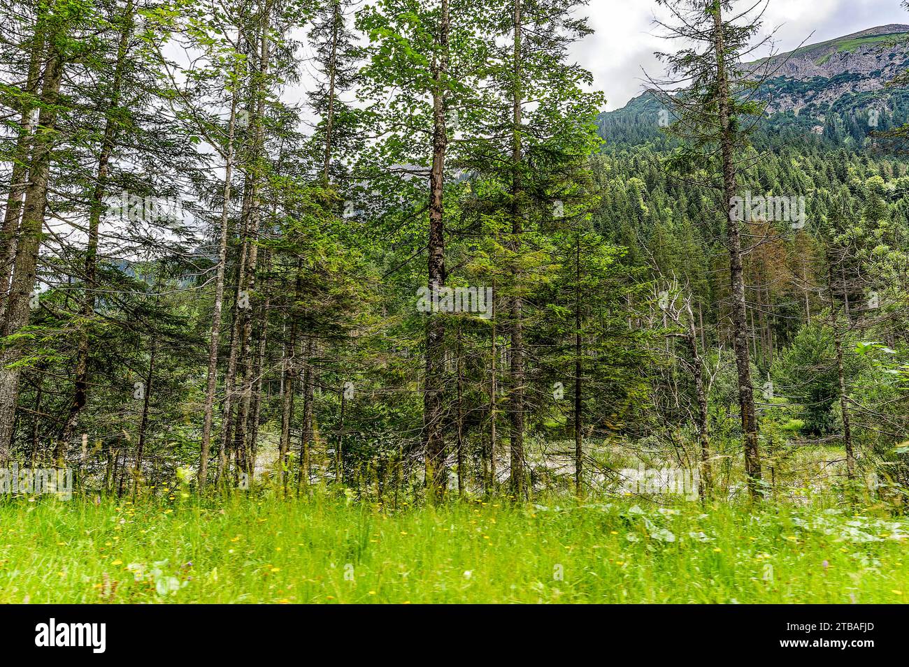 großer Alpsee, das vielseitige Naturerlebnis im Oberallgäu : der Große Alpsee-Rundweg Banque D'Images
