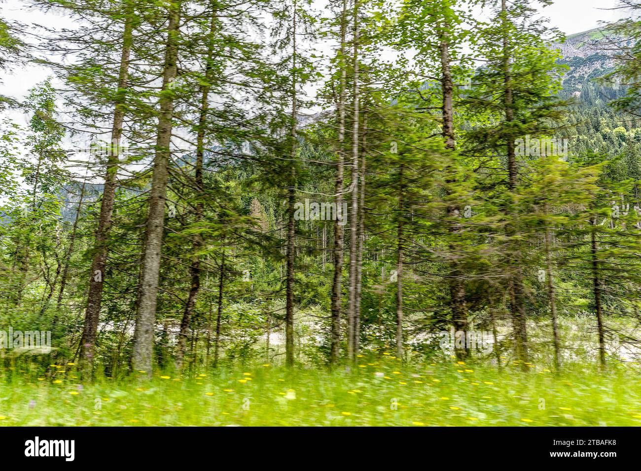 großer Alpsee, das vielseitige Naturerlebnis im Oberallgäu : der Große Alpsee-Rundweg Banque D'Images