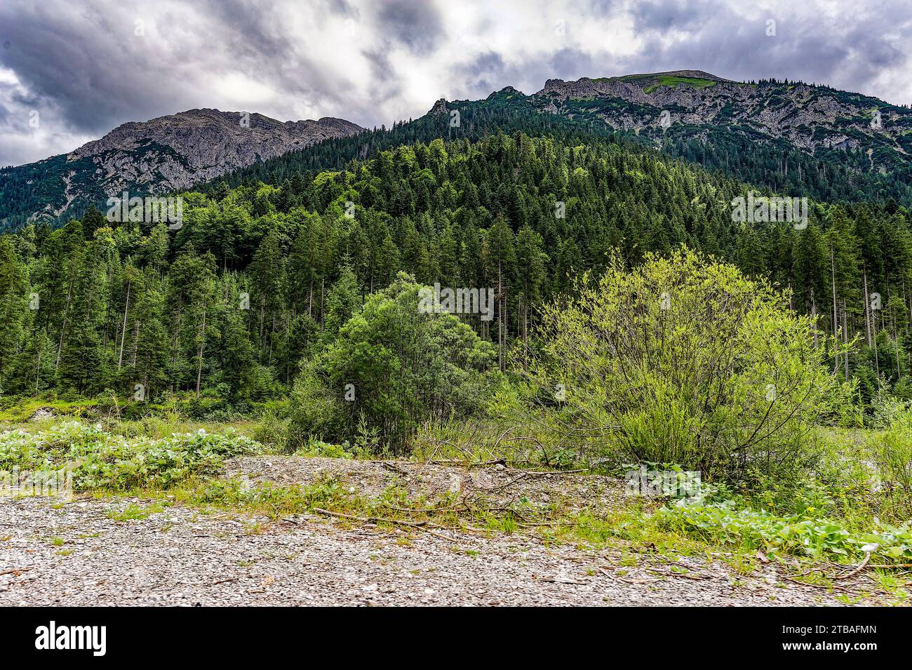 großer Alpsee, das vielseitige Naturerlebnis im Oberallgäu : der Große Alpsee-Rundweg Banque D'Images