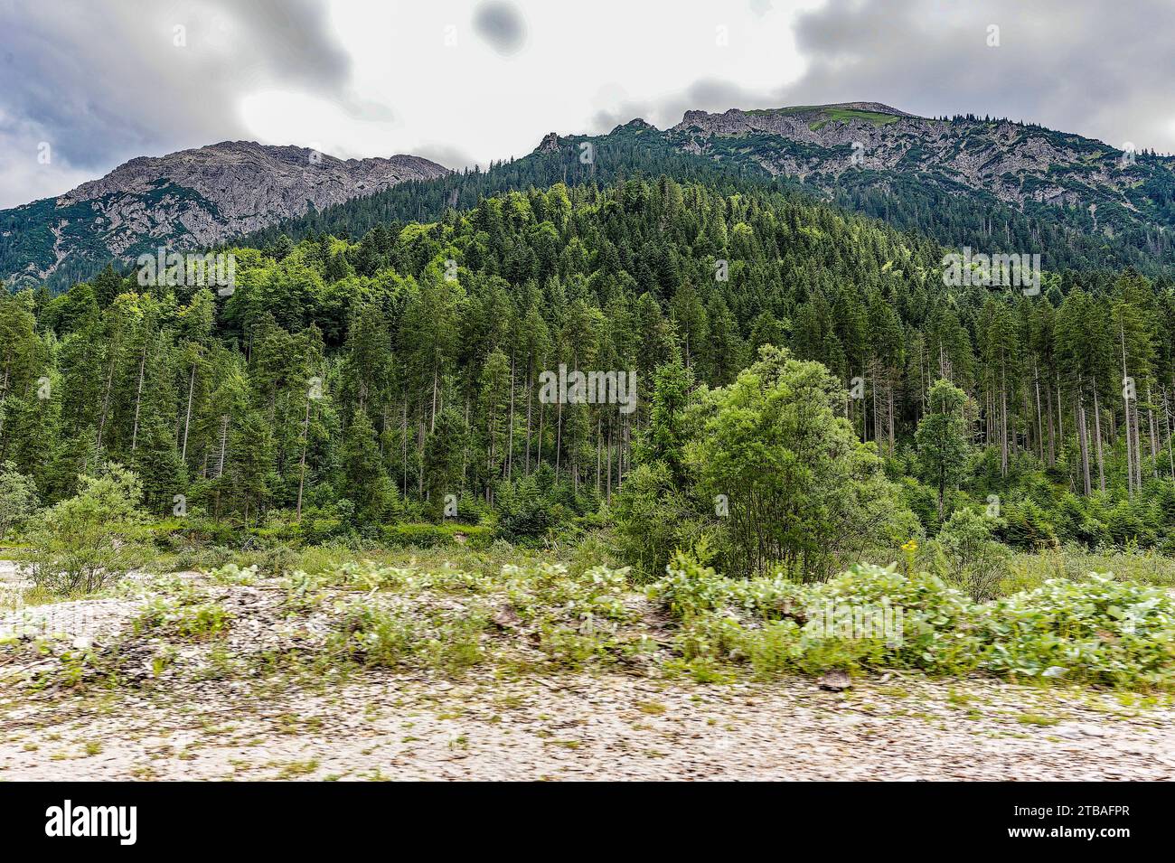 großer Alpsee, das vielseitige Naturerlebnis im Oberallgäu : der Große Alpsee-Rundweg Banque D'Images