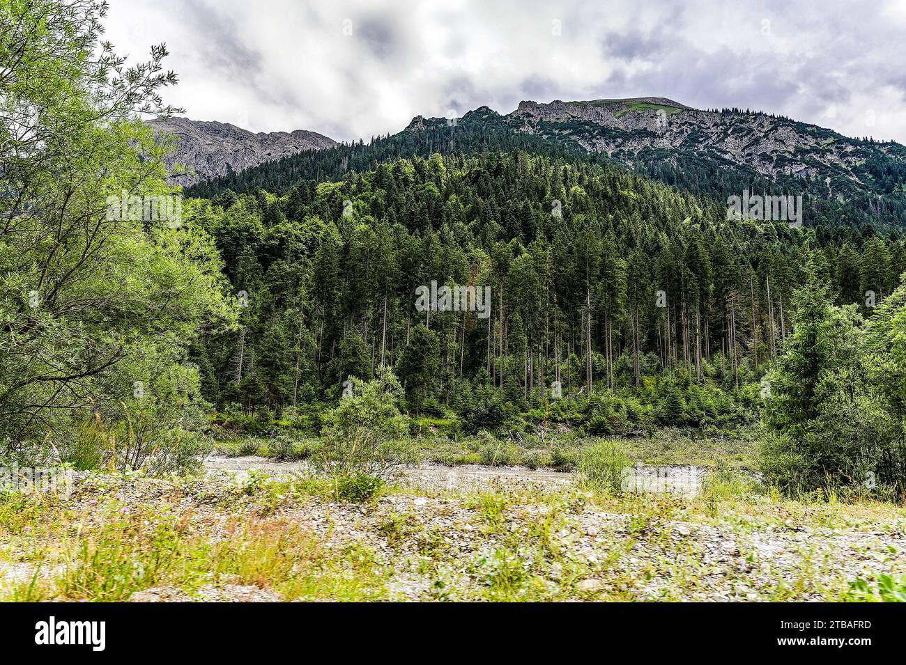 großer Alpsee, das vielseitige Naturerlebnis im Oberallgäu : der Große Alpsee-Rundweg Banque D'Images