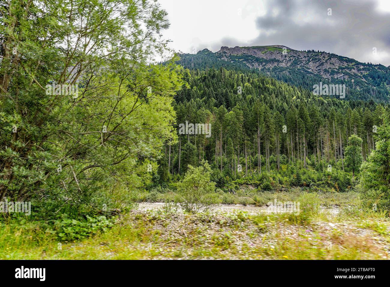 großer Alpsee, das vielseitige Naturerlebnis im Oberallgäu : der Große Alpsee-Rundweg Banque D'Images