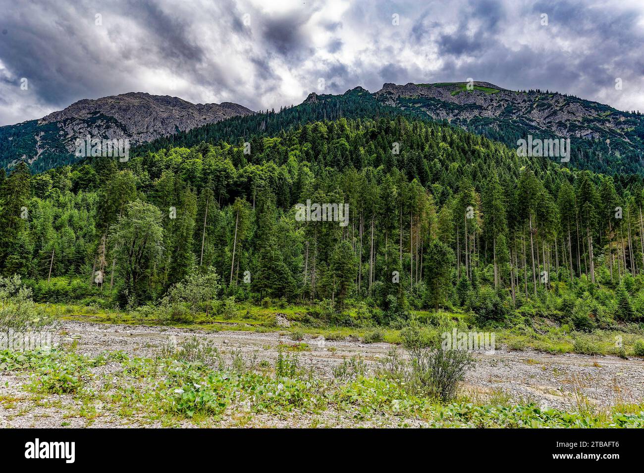 großer Alpsee, das vielseitige Naturerlebnis im Oberallgäu : der Große Alpsee-Rundweg Banque D'Images