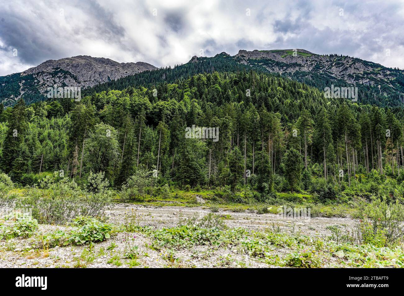 großer Alpsee, das vielseitige Naturerlebnis im Oberallgäu : der Große Alpsee-Rundweg Banque D'Images