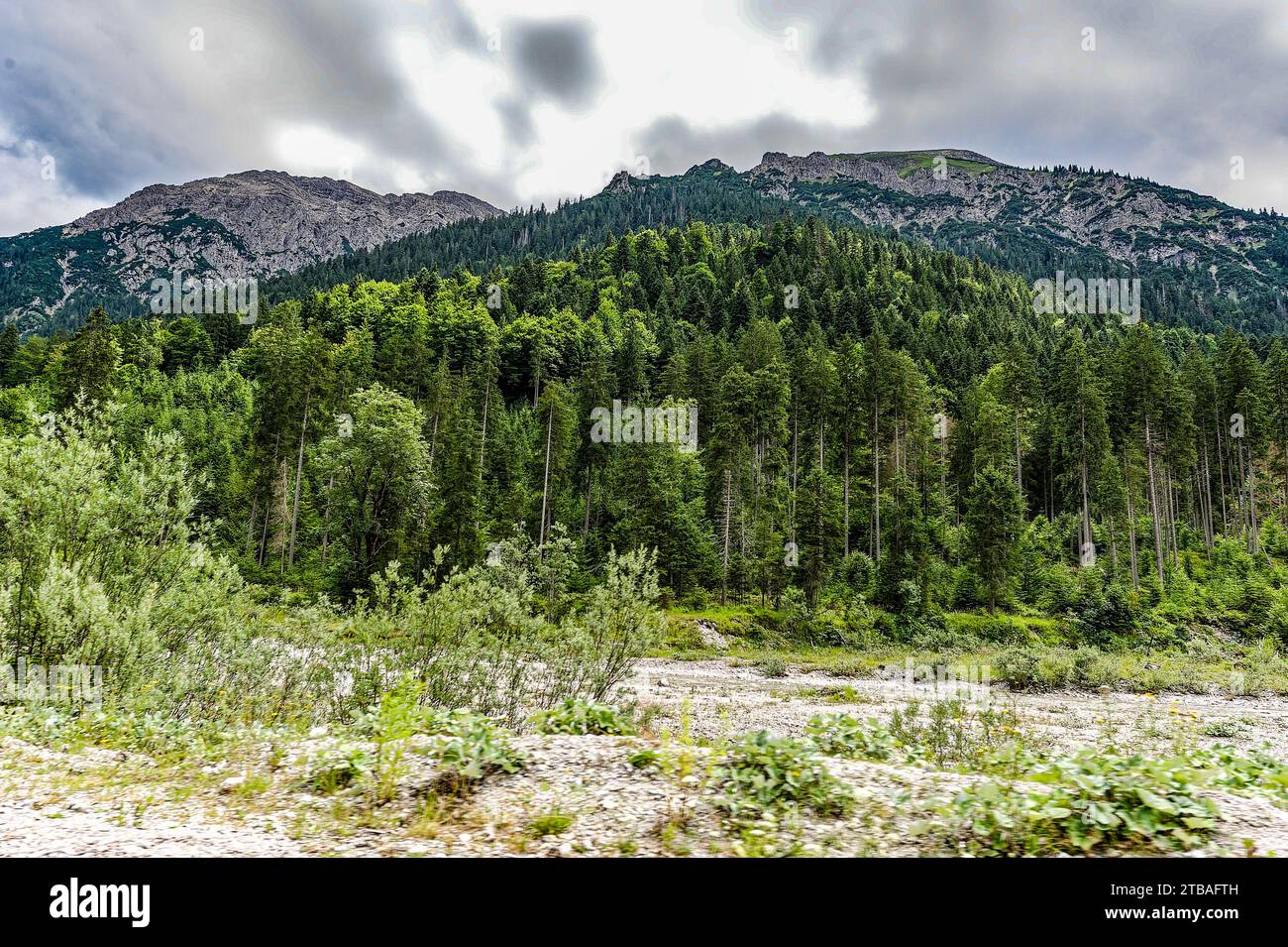 großer Alpsee, das vielseitige Naturerlebnis im Oberallgäu : der Große Alpsee-Rundweg Banque D'Images
