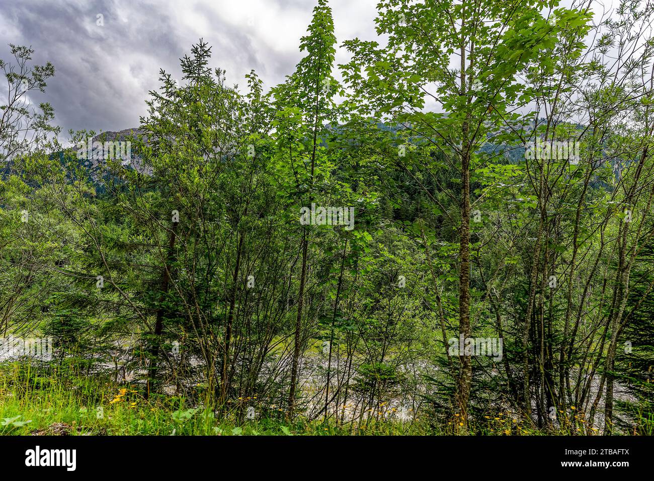 großer Alpsee, das vielseitige Naturerlebnis im Oberallgäu : der Große Alpsee-Rundweg Banque D'Images