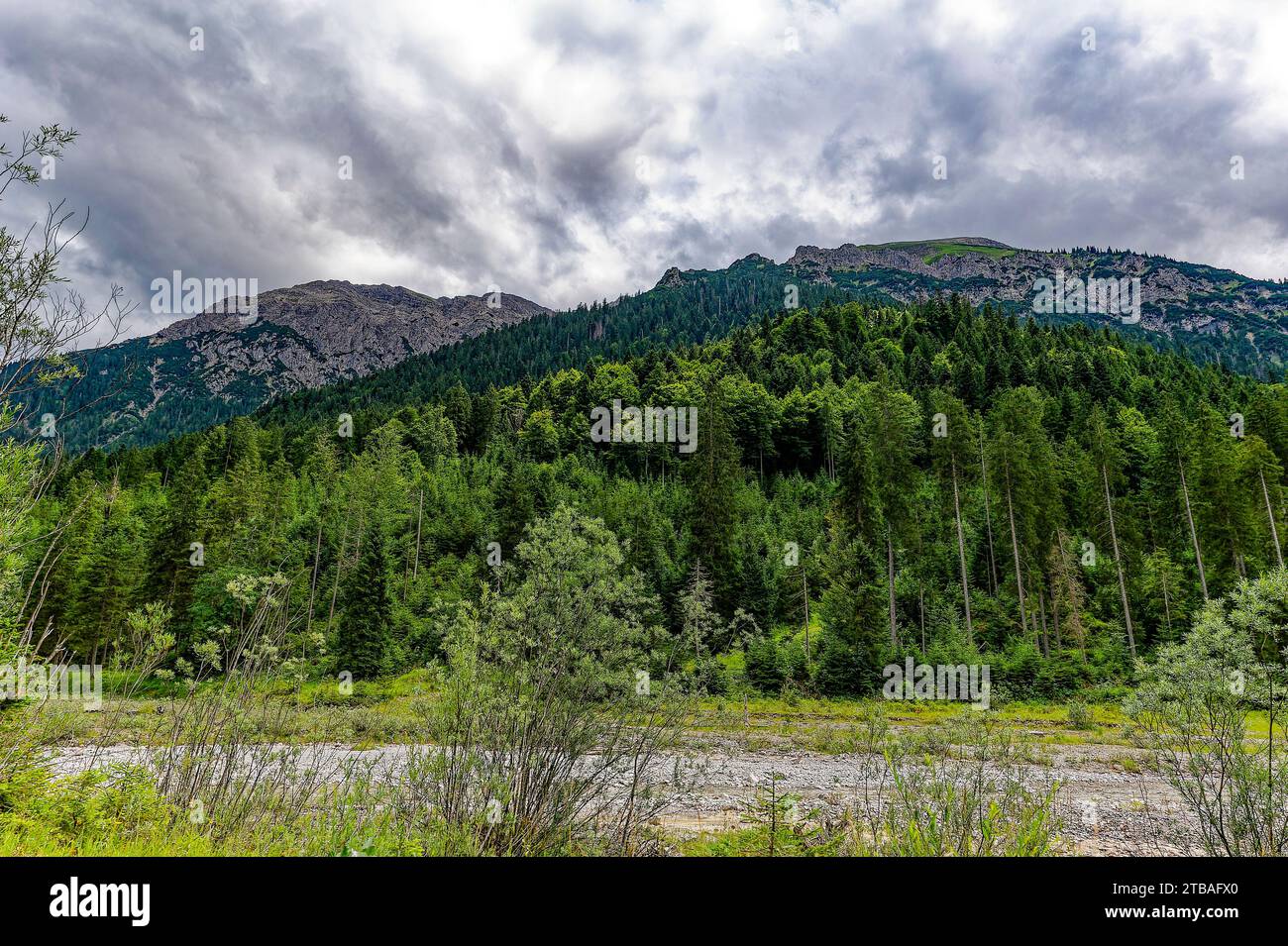 großer Alpsee, das vielseitige Naturerlebnis im Oberallgäu : der Große Alpsee-Rundweg Banque D'Images