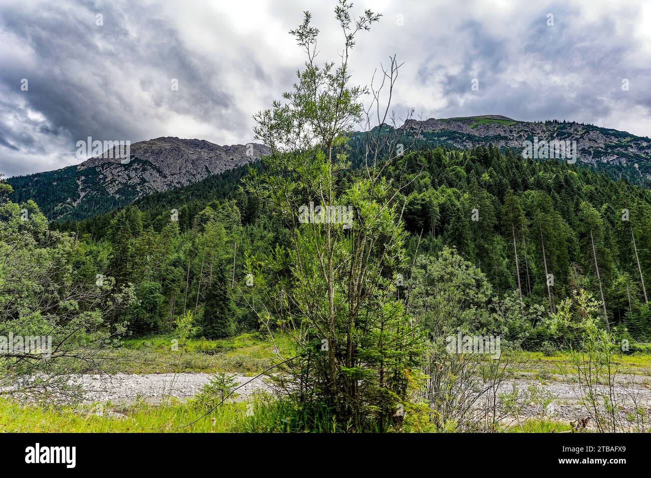 großer Alpsee, das vielseitige Naturerlebnis im Oberallgäu : der Große Alpsee-Rundweg Banque D'Images