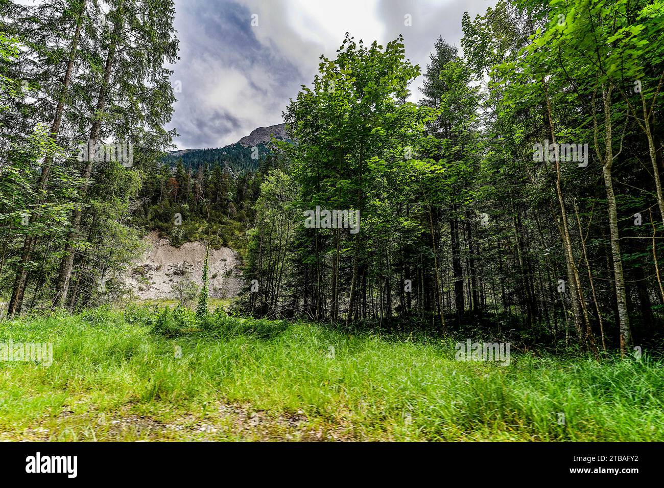 großer Alpsee, das vielseitige Naturerlebnis im Oberallgäu : der Große Alpsee-Rundweg Banque D'Images