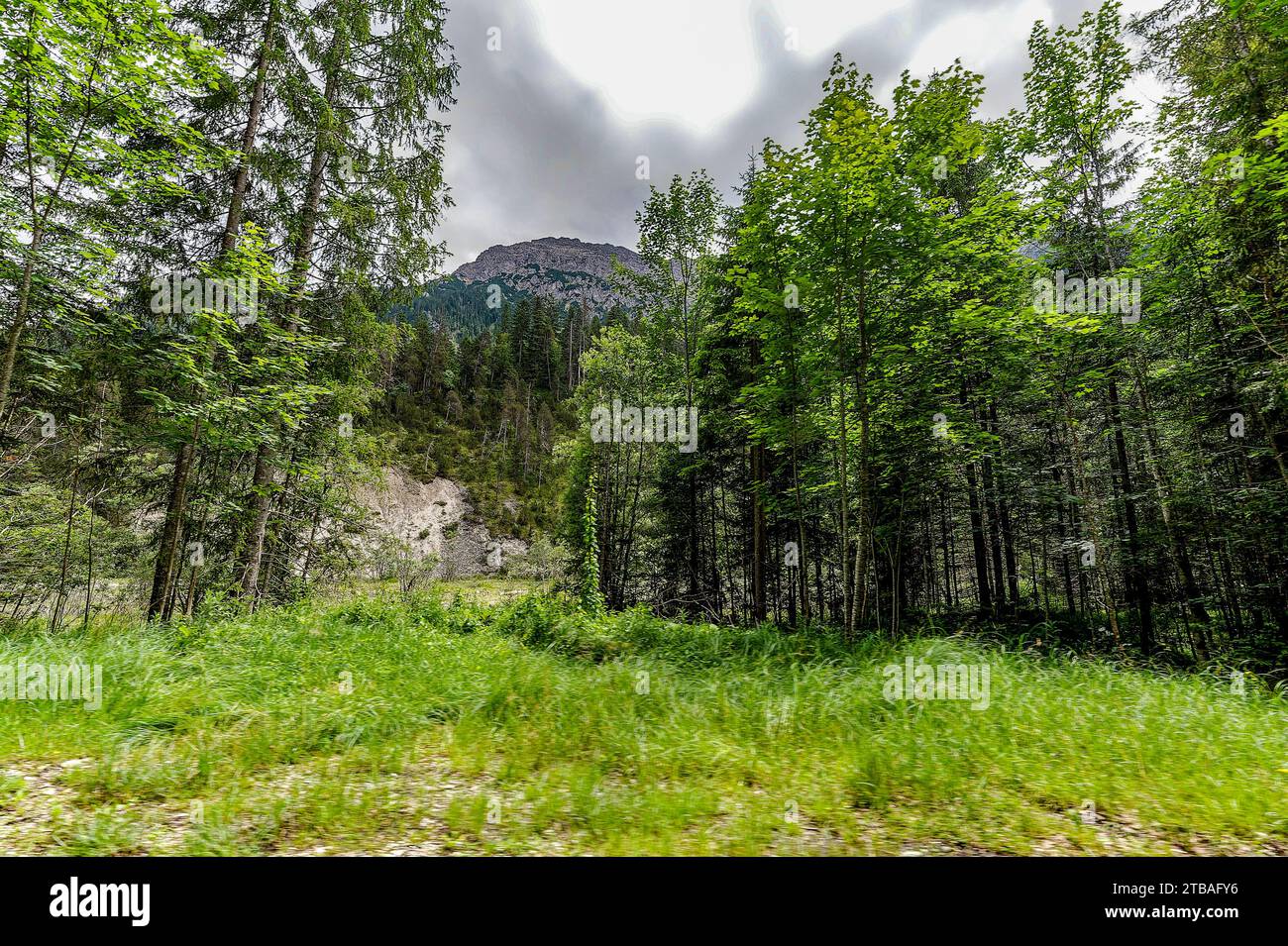 großer Alpsee, das vielseitige Naturerlebnis im Oberallgäu : der Große Alpsee-Rundweg Banque D'Images