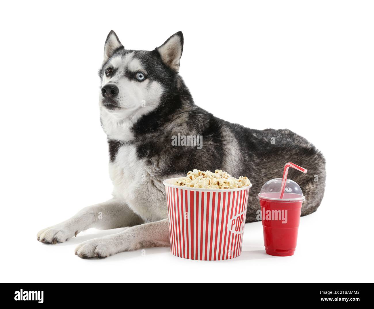 Adorable chien Husky avec seau de pop-corn et cola sur fond blanc Banque D'Images