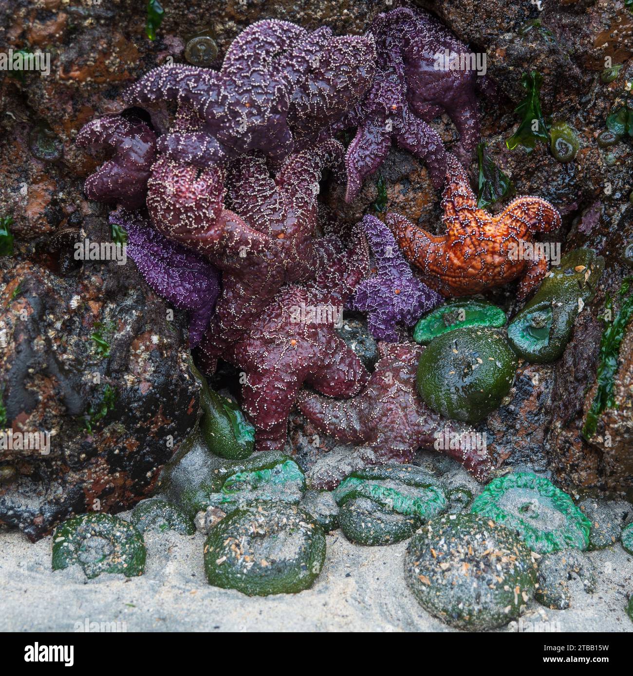 Pile d'étoiles de mer et d'anémone de mer à marée basse Banque D'Images Pile d'étoiles de mer et d'anémone de mer à marée basse Banque D'Images