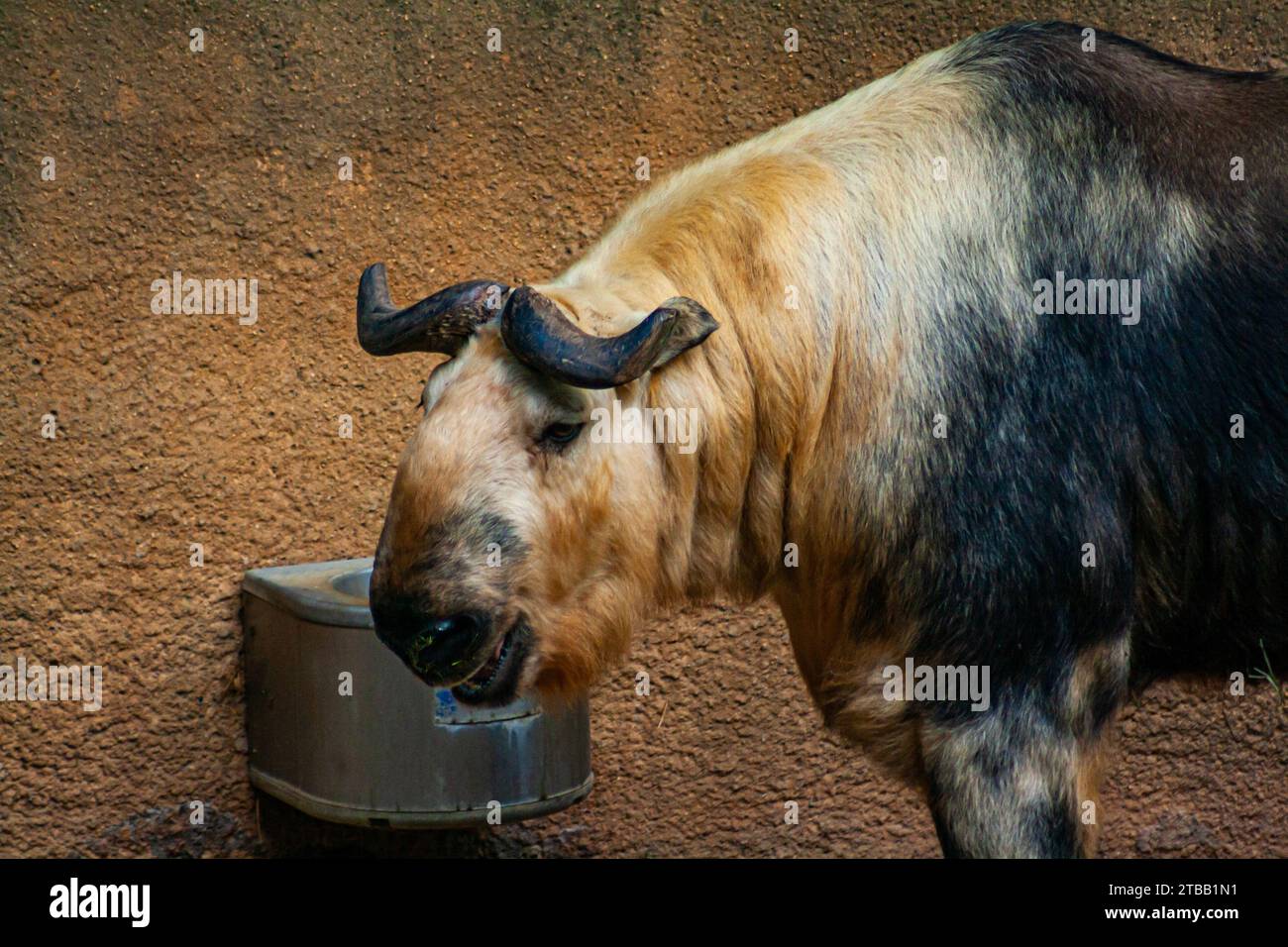 Takin du Sichuan, budorcas taxicolor tibetana Banque D'Images