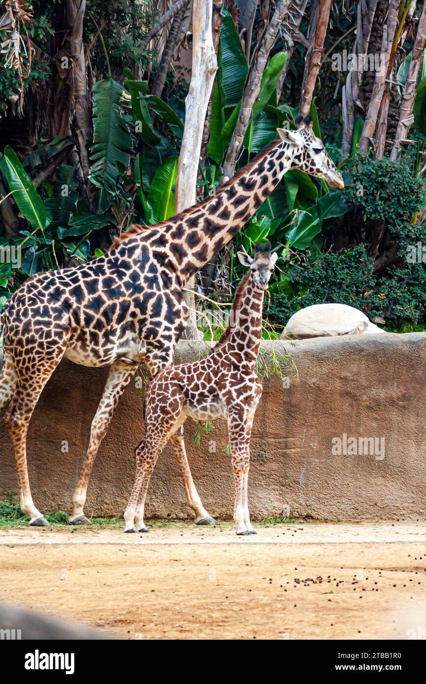 Girafes Masaï adulte et bébé, Giraffa camelopardalis tippelskirchi Banque D'Images