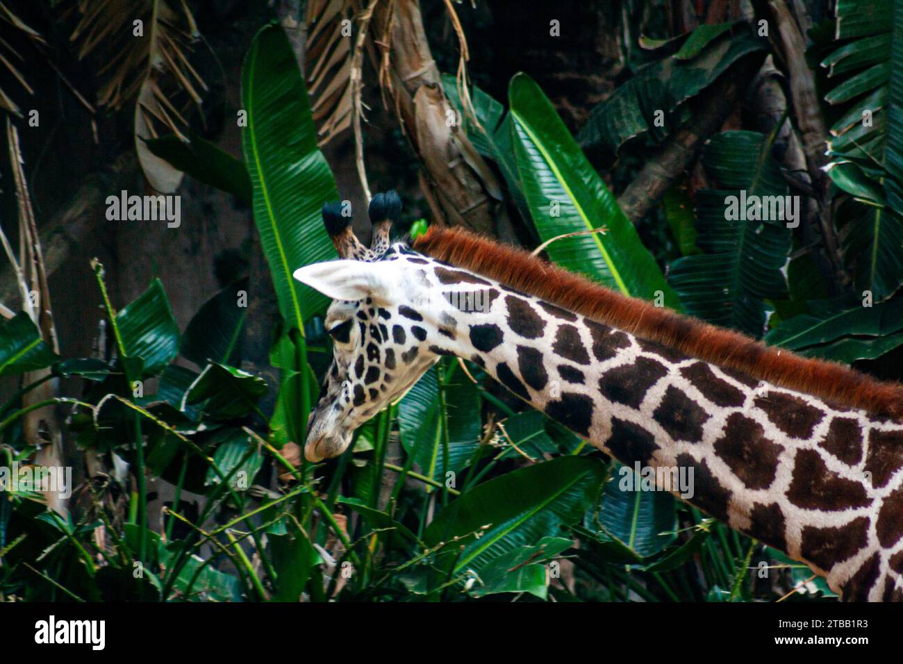 Girafe masaï, Giraffa camelopardalis tippelskirchi Banque D'Images