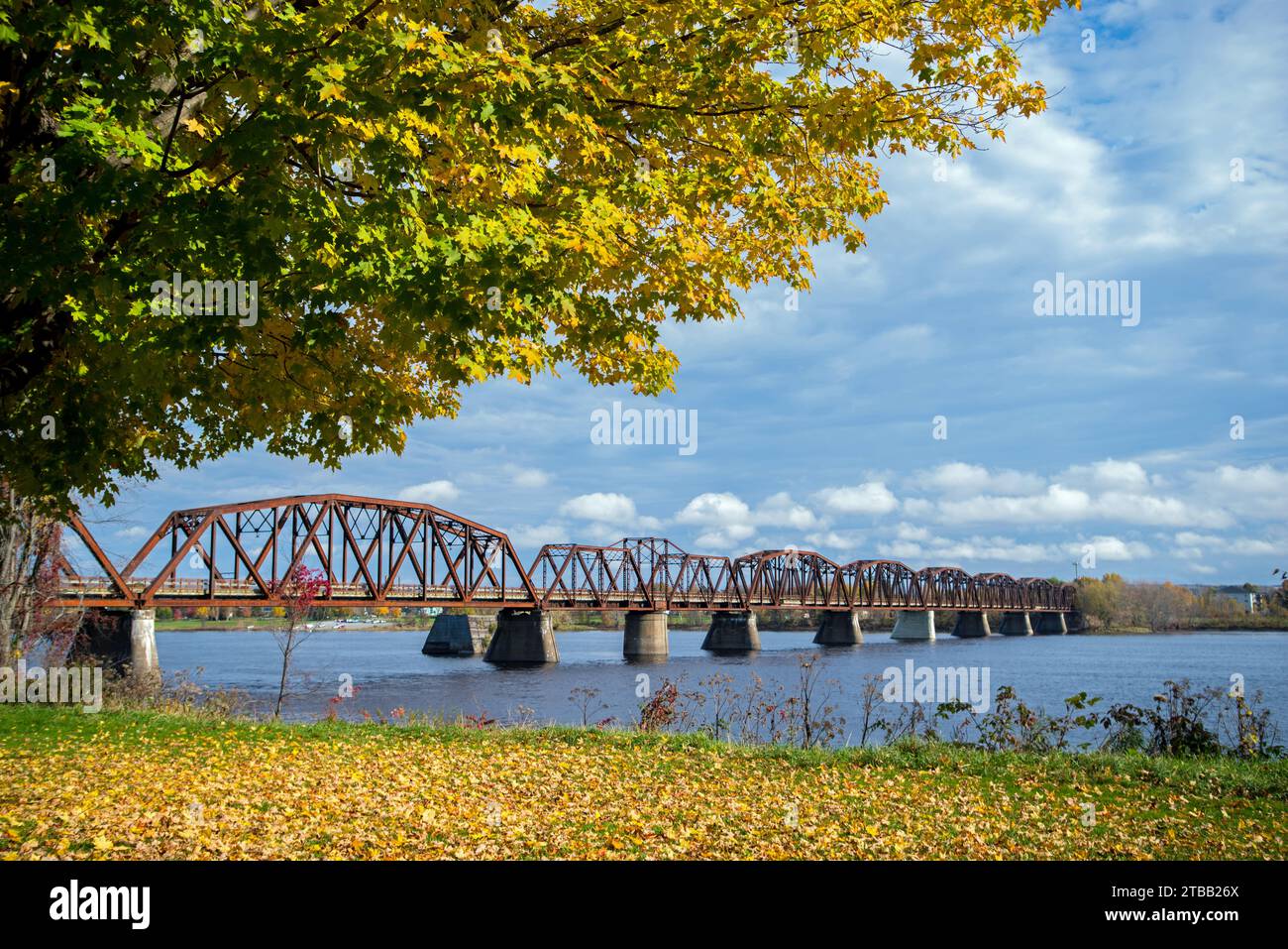 Le pont pédestre Bill Thorpe, à Fredericton NB, à moitié encadré par un érable avec des feuilles jaunes. Banque D'Images