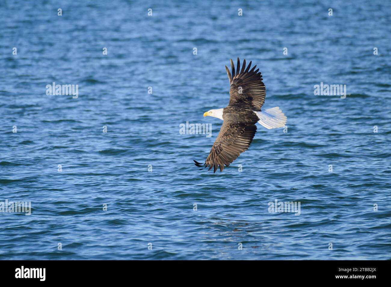 Aigle à tête blanche adulte tournant avec des ailes étendues au-dessus de l'eau bleue Banque D'Images
