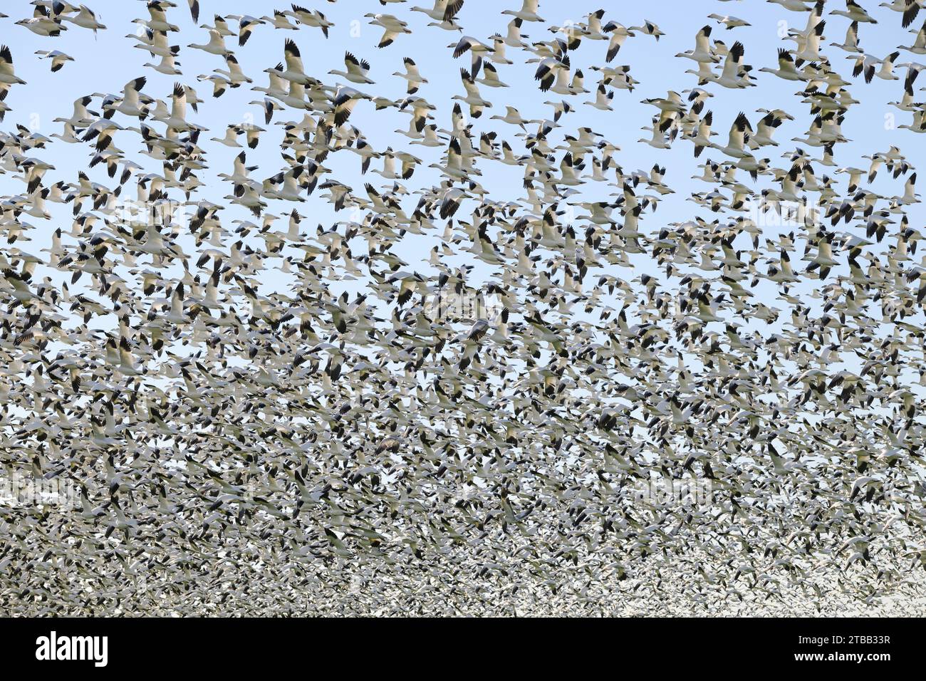 Des milliers d'oies des neiges décollent remplissant le ciel d'oiseaux noirs et blancs Banque D'Images