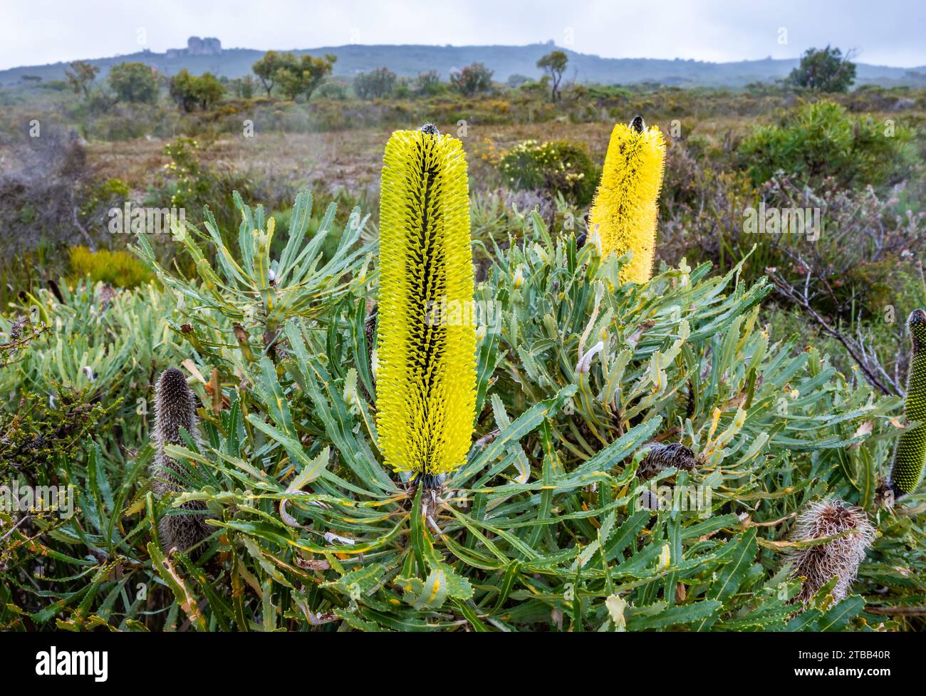 Fleurs jaunes de Candlestick Banksia (Banksia attenuata). Australie occidentale. Banque D'Images