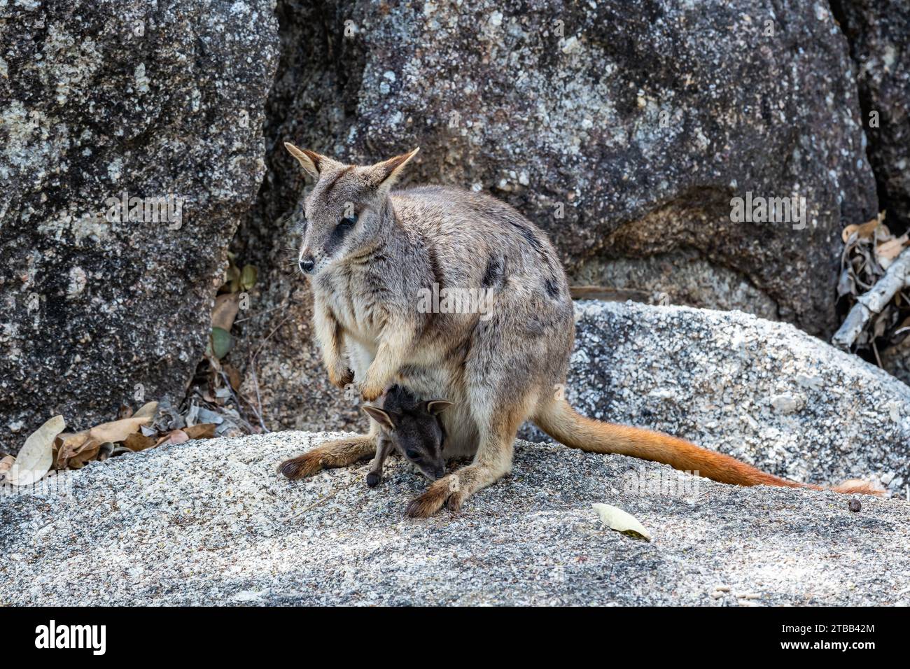 Une Mareeba Rock-wallaby (Petrogale mareeba) avec un joey dans sa poche. Queensland, Australie. Banque D'Images