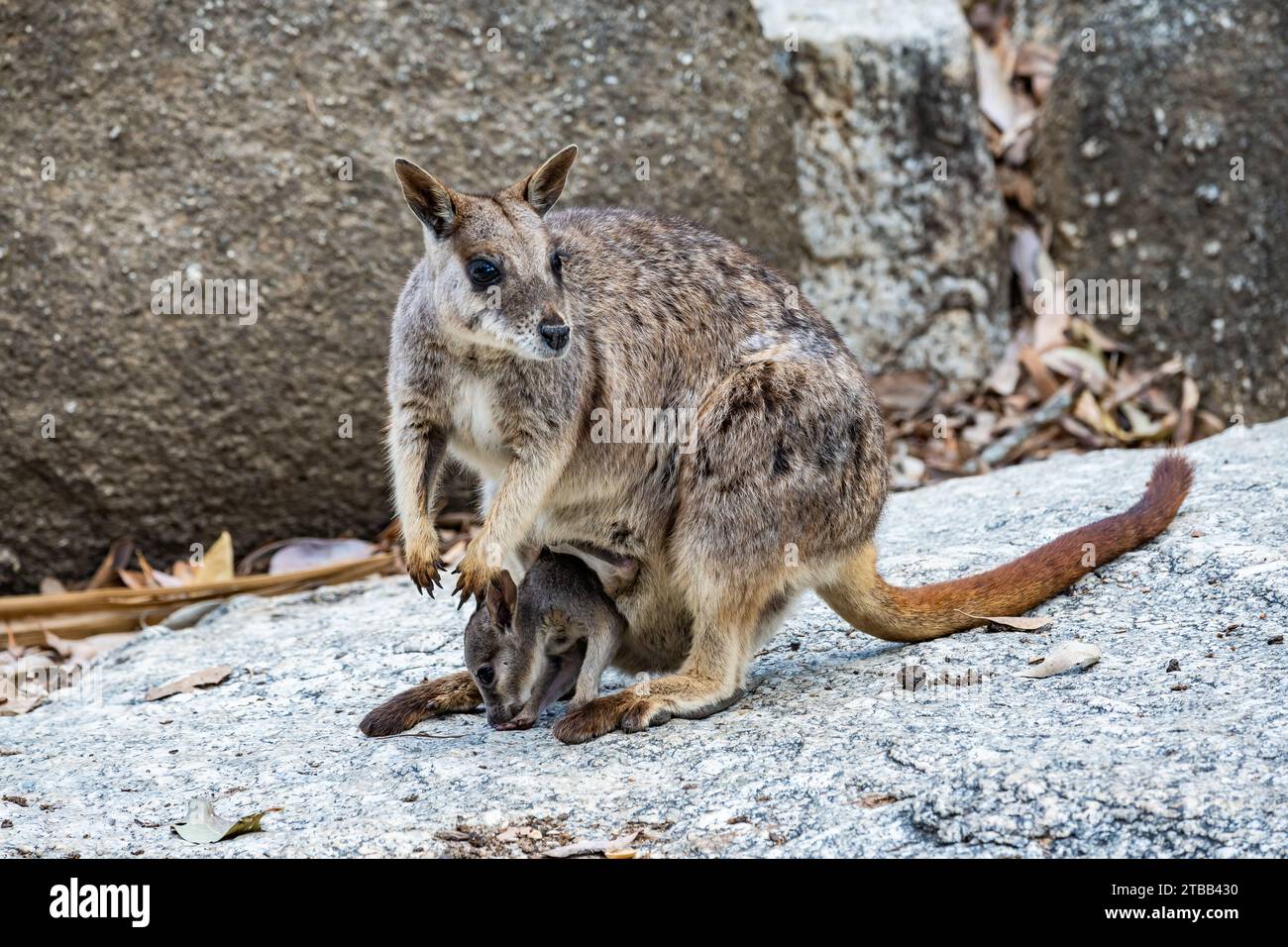 Une Mareeba Rock-wallaby (Petrogale mareeba) avec un joey dans sa poche. Queensland, Australie. Banque D'Images