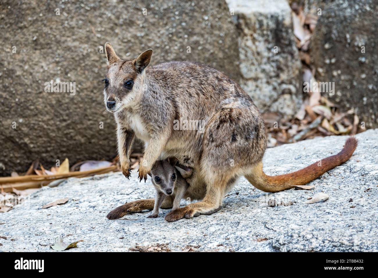 Une Mareeba Rock-wallaby (Petrogale mareeba) avec un joey dans sa poche. Queensland, Australie. Banque D'Images