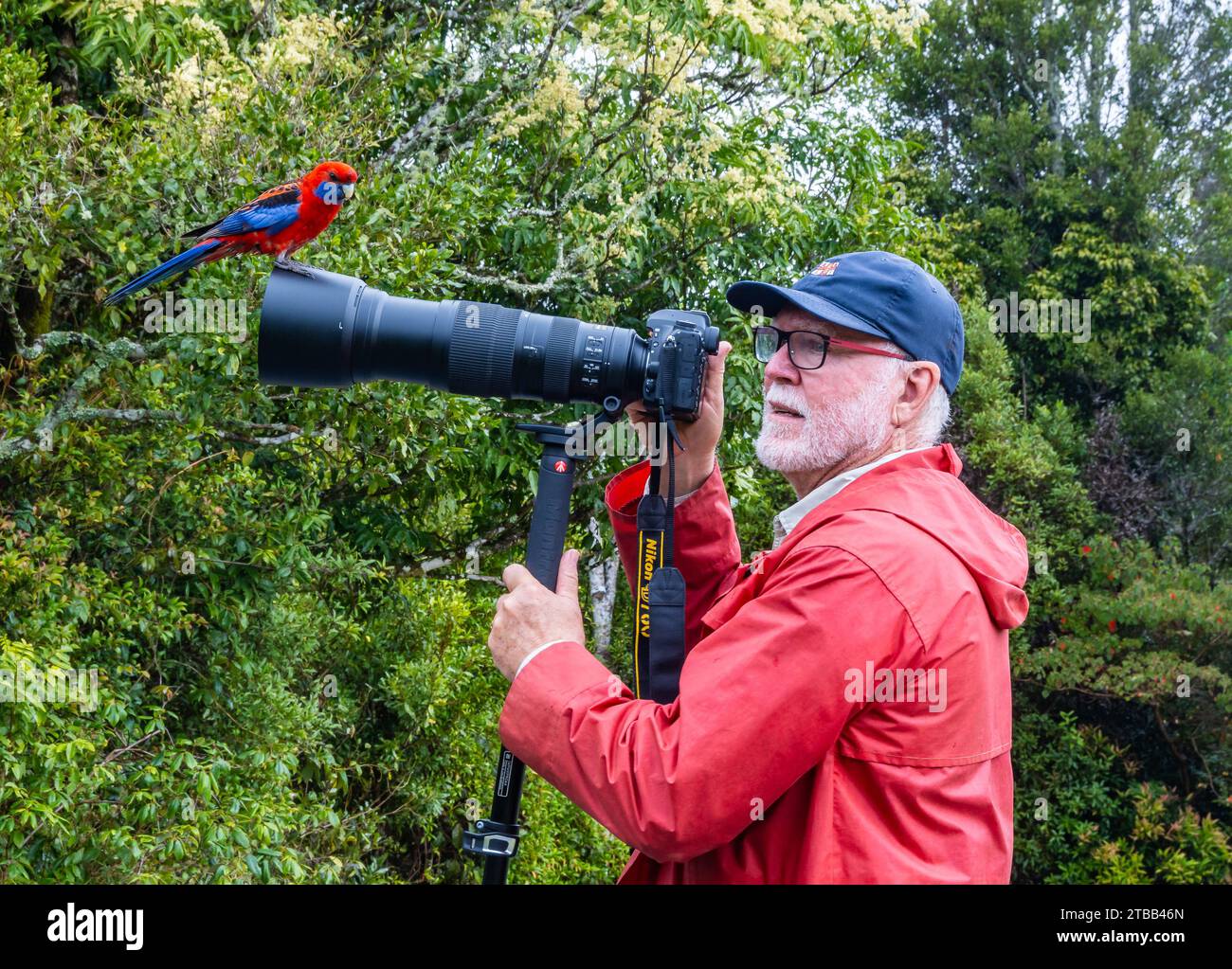Un Crimson Rosella (Platycercus elegans) perché sur l'objectif d'un photographe. Queensland, Australie. Banque D'Images