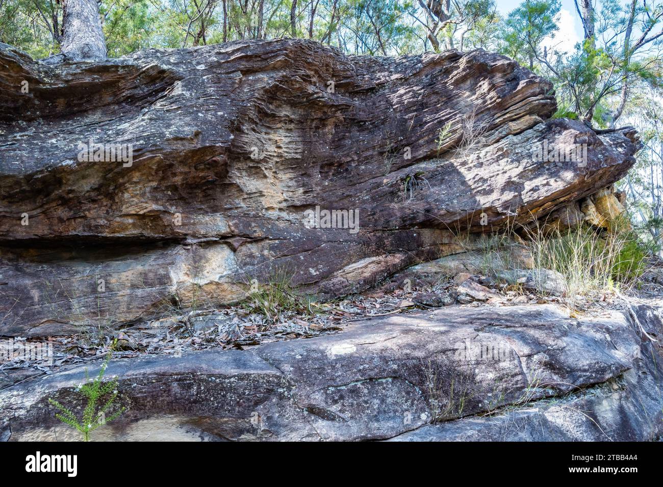 Crossbeds dans le grès. Parc national de Morton, Nouvelle-Galles du Sud, Australie. Banque D'Images