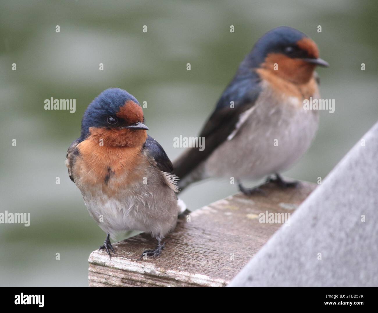 Bienvenue hirondelle les oiseaux assis sur un pont à côté de l'eau Banque D'Images