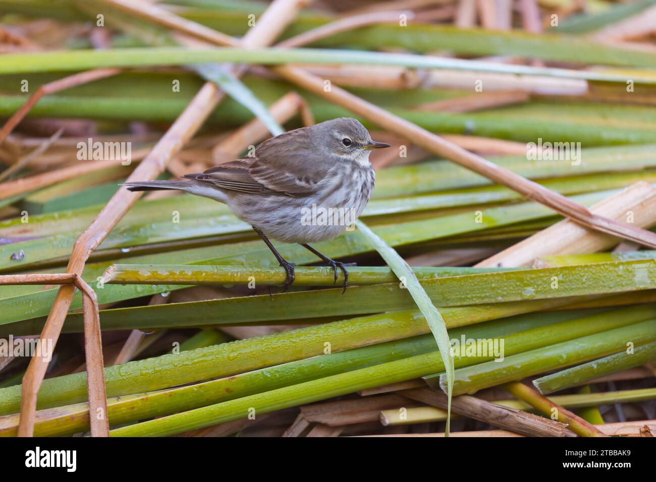 pipit d'eau Anthus spinoletta, plumage hivernal adulte debout sur des roseaux tombés, Tolède, Espagne, novembre Banque D'Images