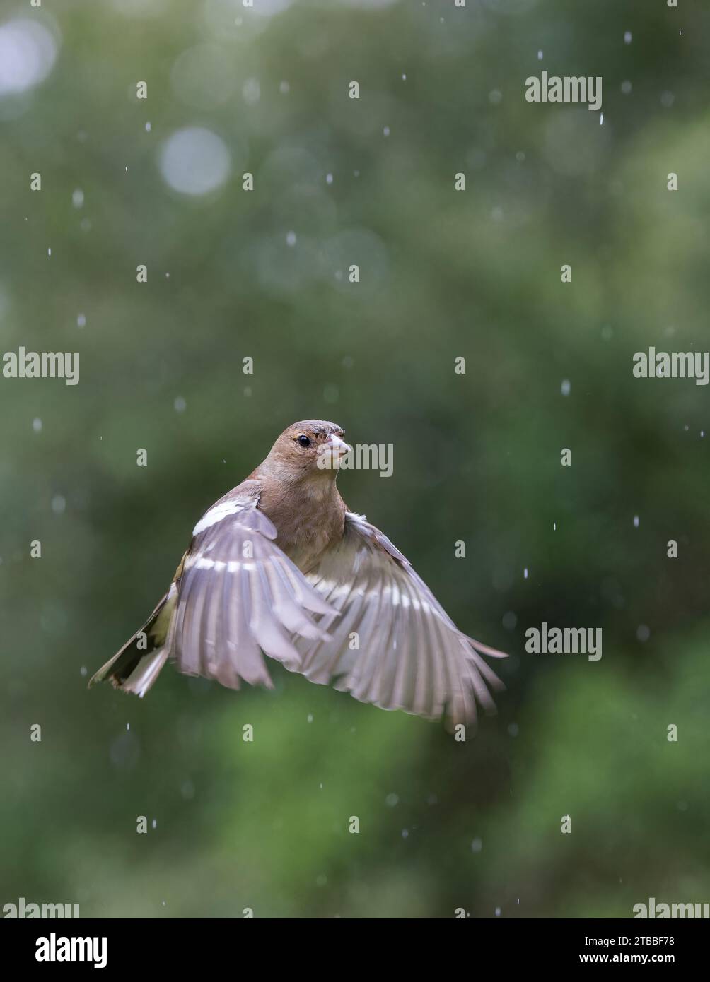 Chaffinch eurasien [ Fringilla coelebs ] oiseau femelle en vol sous la pluie avec des reflets de bokeh hors foyer en arrière-plan Banque D'Images
