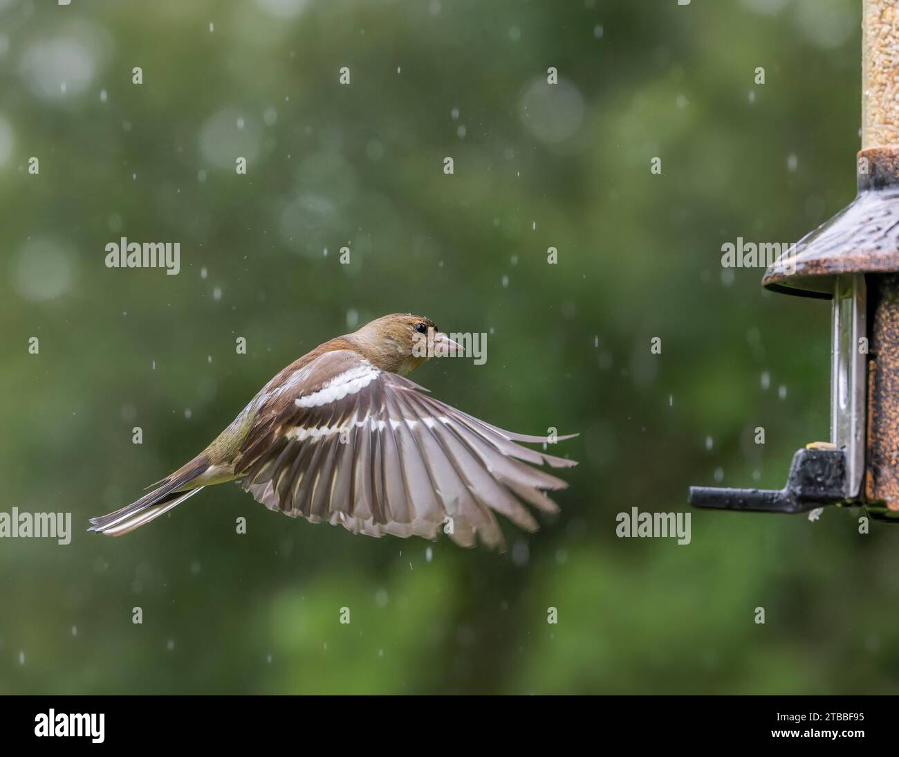 Chaffinch eurasien [ Fringilla coelebs ] oiseau femelle en vol par alimentateur de graines sous la pluie avec des reflets de bokeh hors foyer en arrière-plan Banque D'Images
