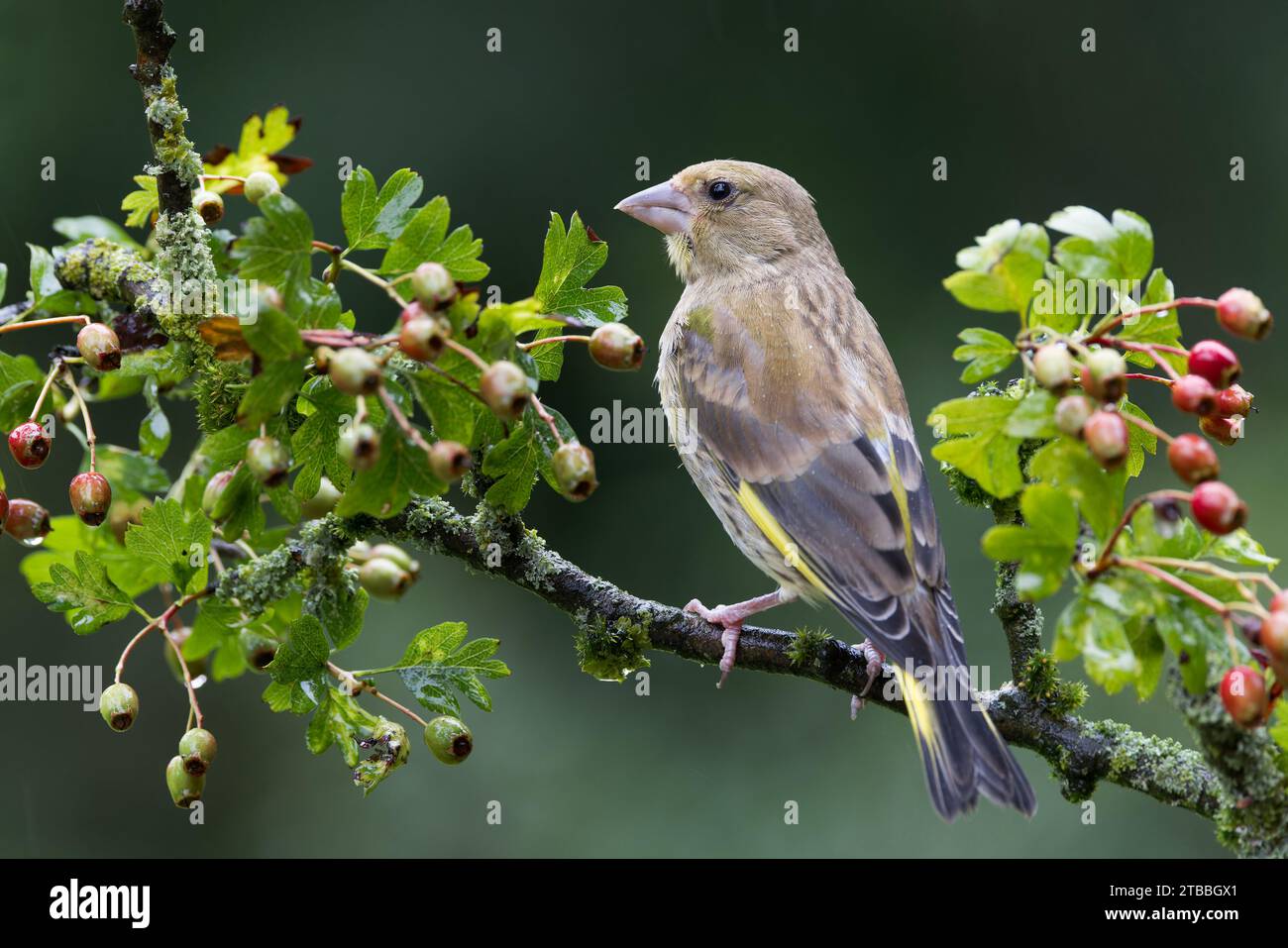 Green Finch européen [ Chloris chloris ] oiseau femelle sur la branche d'aubépine avec des baies Banque D'Images