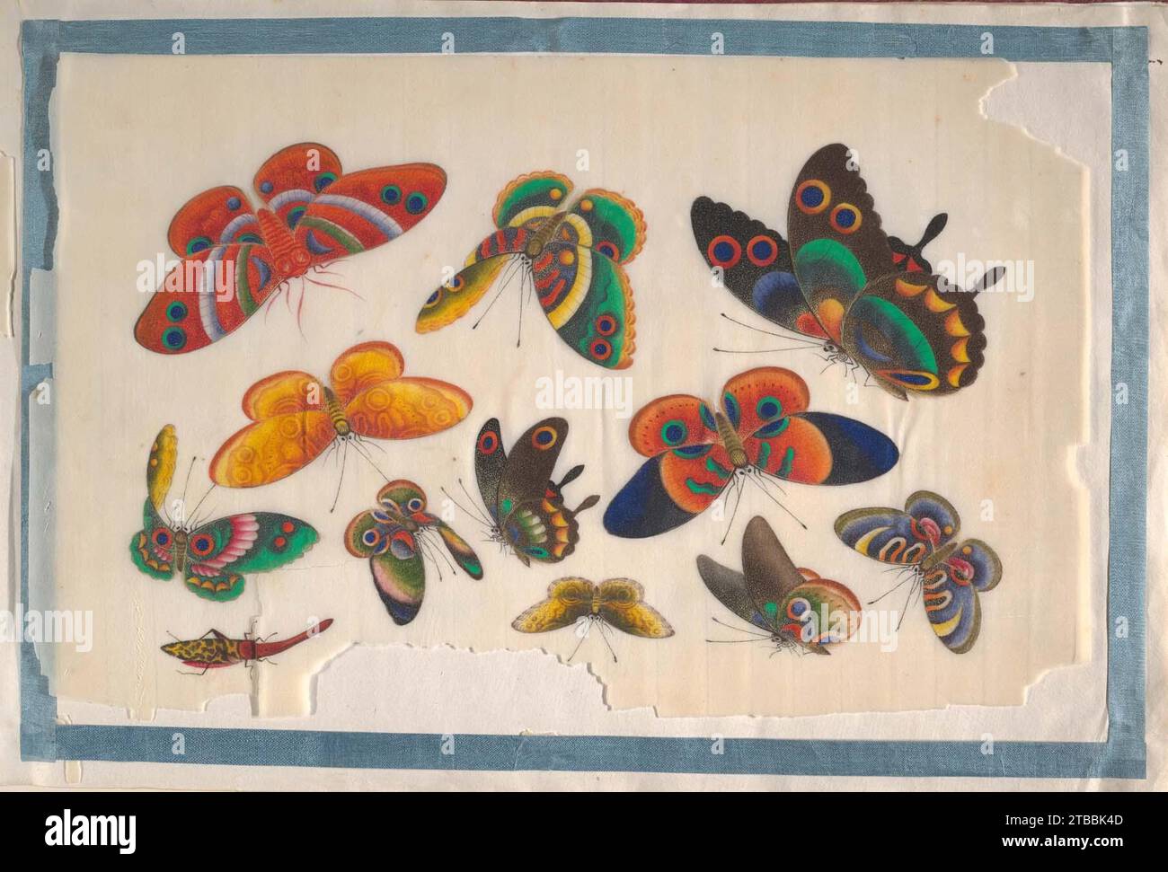 Album contenant Twelve Paintings of Insects 1958 de l'artiste non identifié Banque D'Images