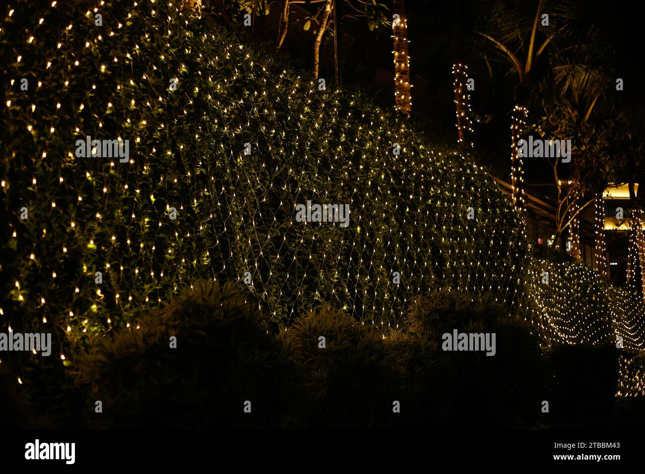 Lumières de Noël dorées douces dans un arbuste vert avec de la neige épaisse couvrant le sol pendant la nuit Banque D'Images