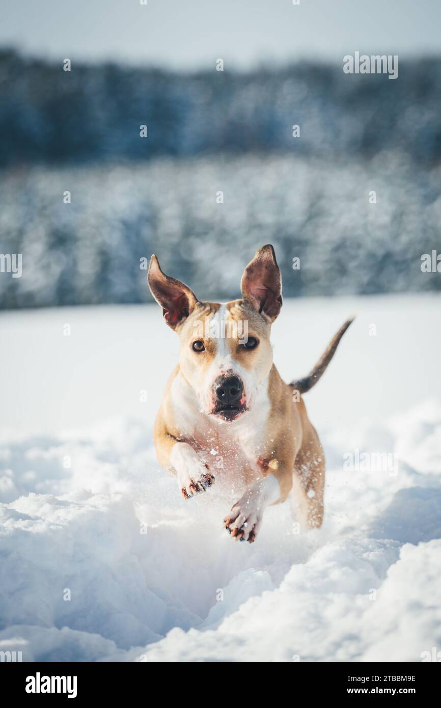 American Pit Bull Terrier dans la neige, Winter Wonderland Banque D'Images