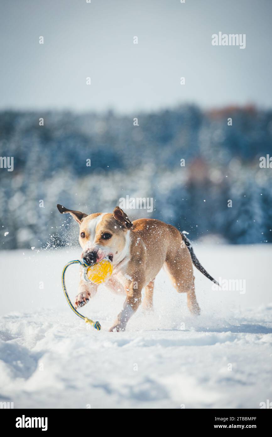 American Pit Bull Terrier dans la neige, Winter Wonderland Banque D'Images