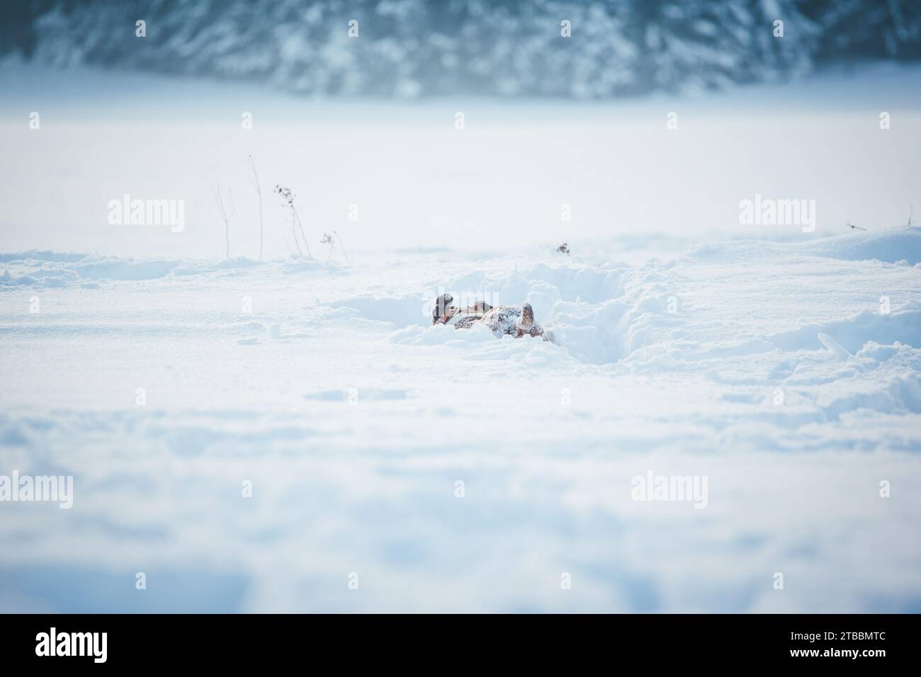 American Pit Bull Terrier dans la neige, Winter Wonderland Banque D'Images