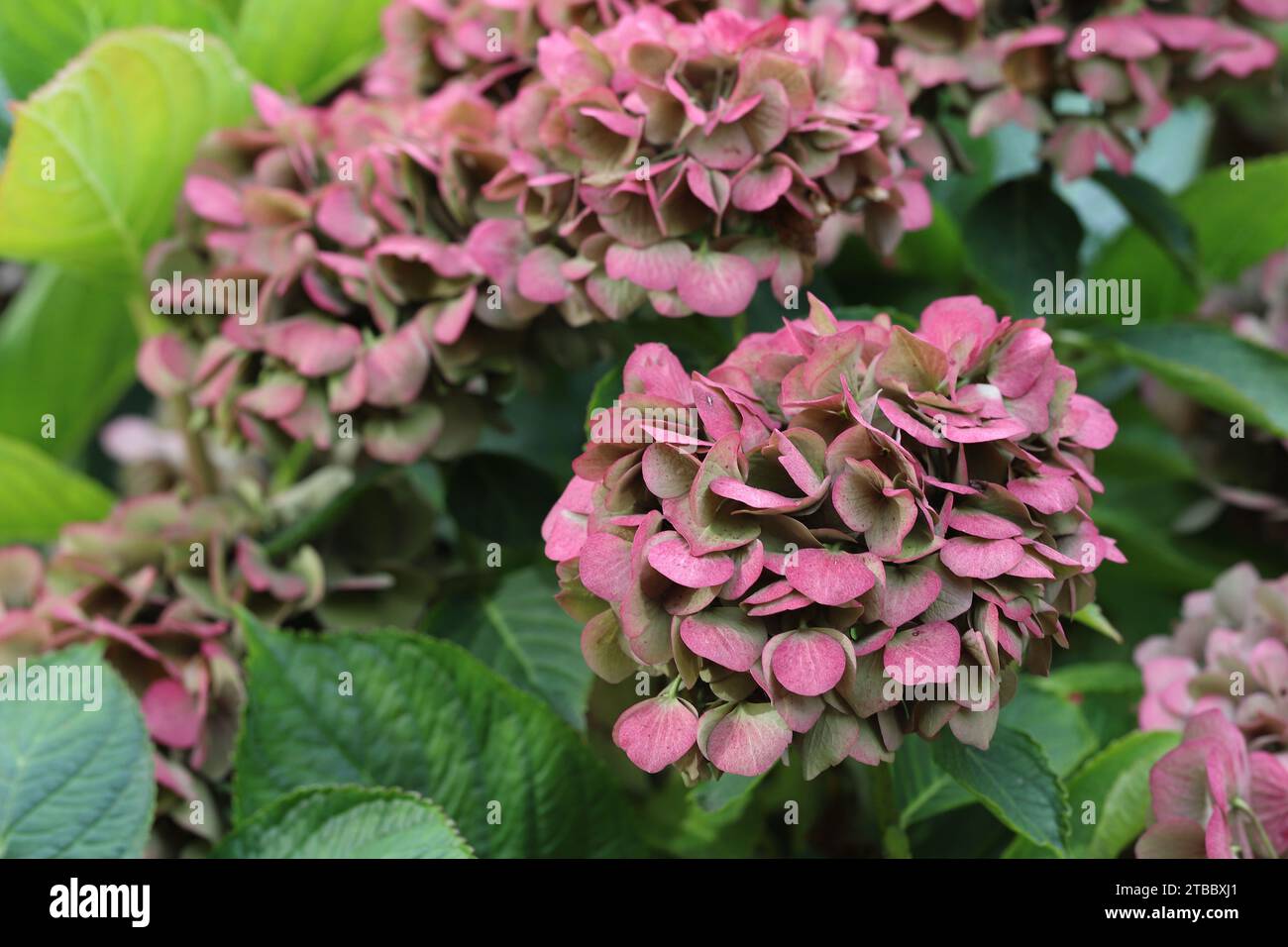 Gros plan de jolies têtes de fleurs décolorées rose pâle d'un Hydrangea macrophylla, vue de côté Banque D'Images