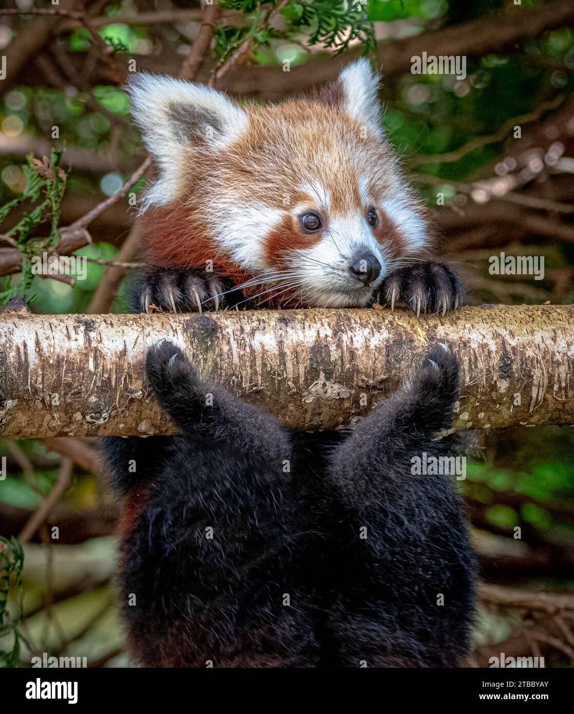 Ce panda rouge vient de se sauver d'un ZOO DE BLACKPOOL D'automne, ANGLETERRE ADORABLES IMAGES d'un panda rouge prises le 25 novembre 2023 précarement saisissant o Banque D'Images