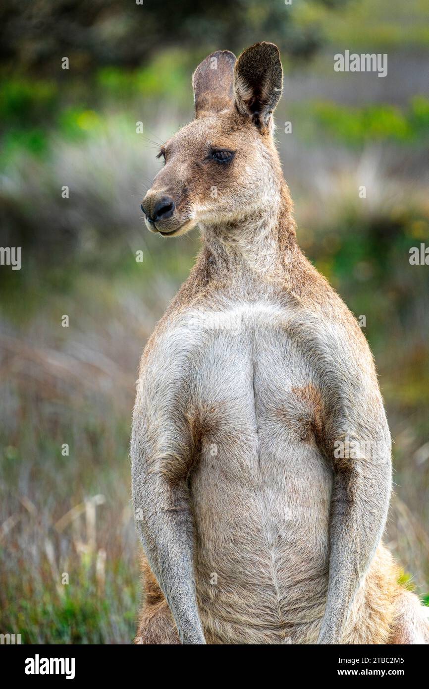 Kangourou gris mâle (Macropus giganteus) dans les prairies côtières, parc national de Yuraygir, Nouvelle-Galles du Sud, Australie Banque D'Images