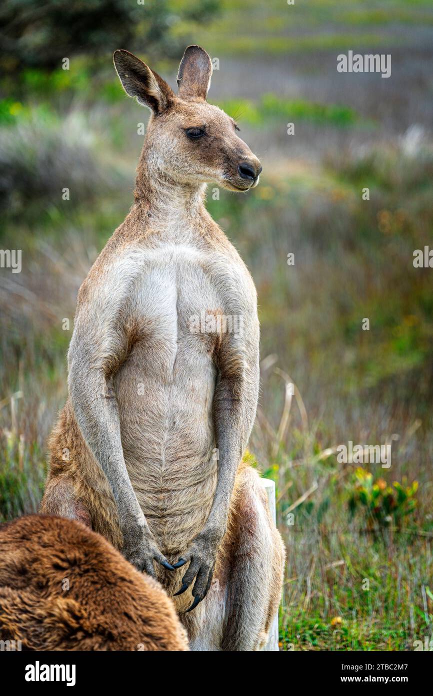 Kangourou gris mâle (Macropus giganteus) dans les prairies côtières, parc national de Yuraygir, Nouvelle-Galles du Sud, Australie Banque D'Images