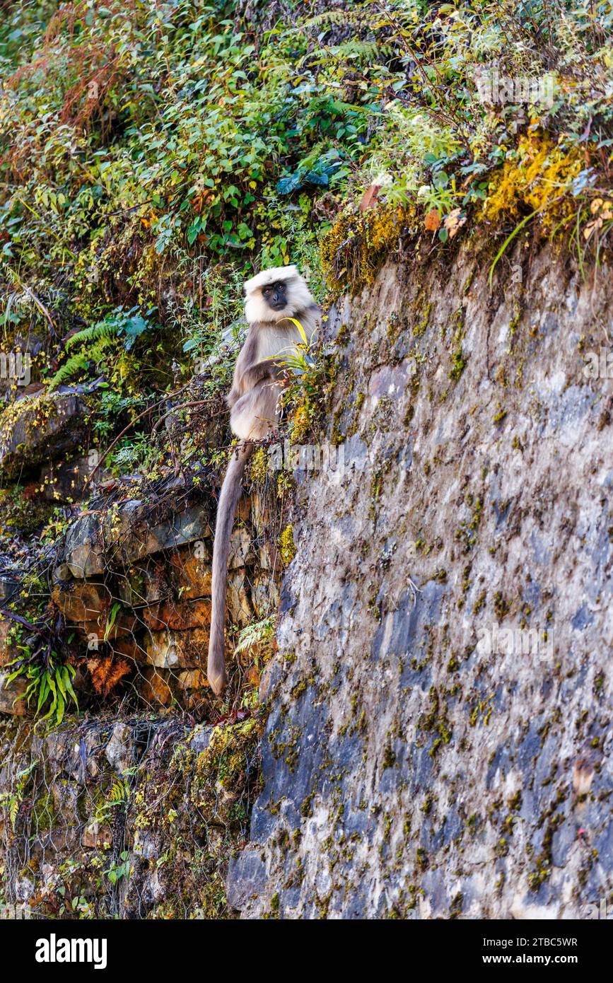 Singe de langue grise (Semnopithecus entellus), sous-espèce Hanuman ou de langue grise du Népal (Semnopithecus schistaceus), district de Wangdue Phodrang, Bhoutan Banque D'Images