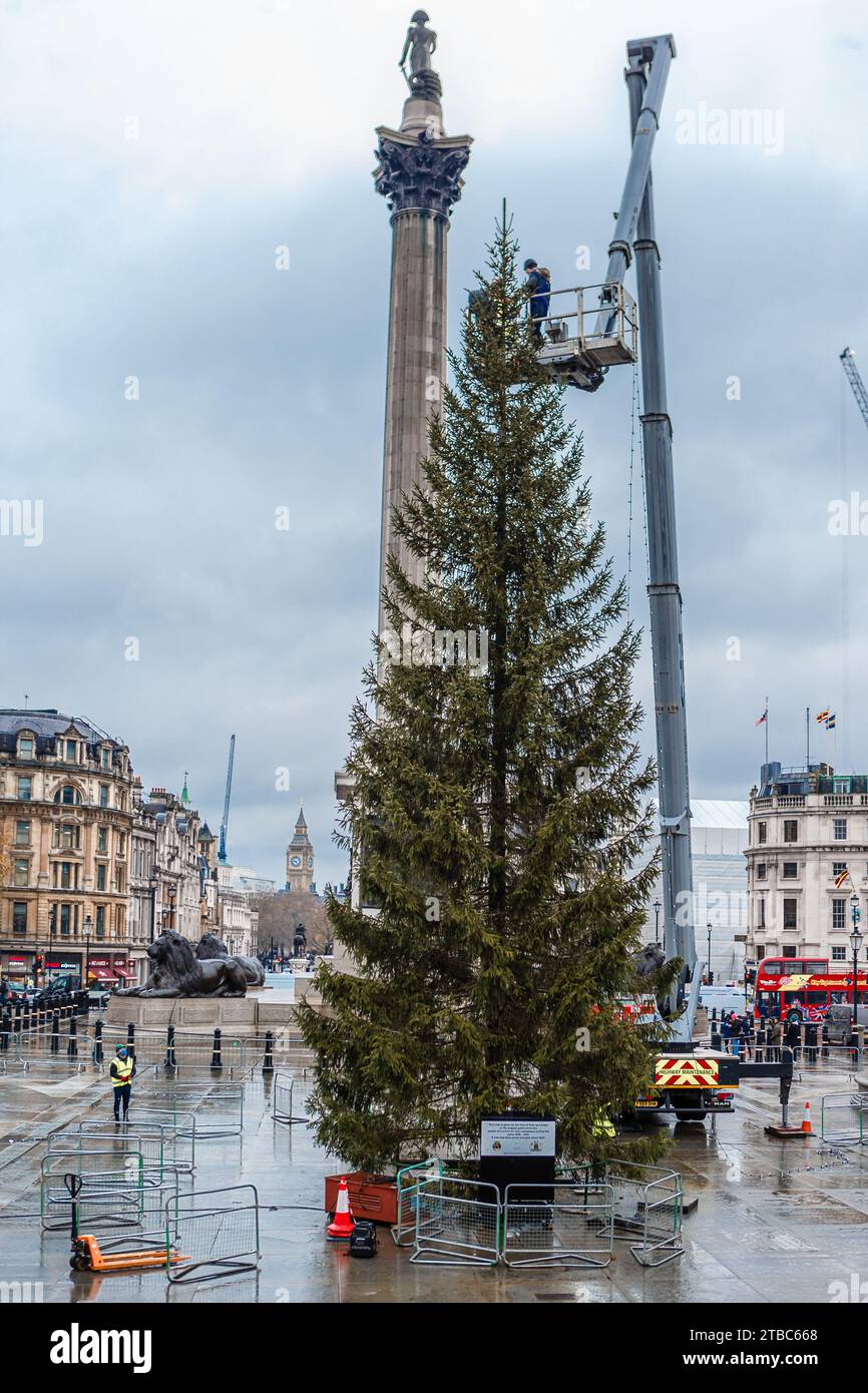 Les travailleurs assistent à l'arbre de noël nouvellement arrivé des habitants d'Oslo à Trafalgar Square. Banque D'Images