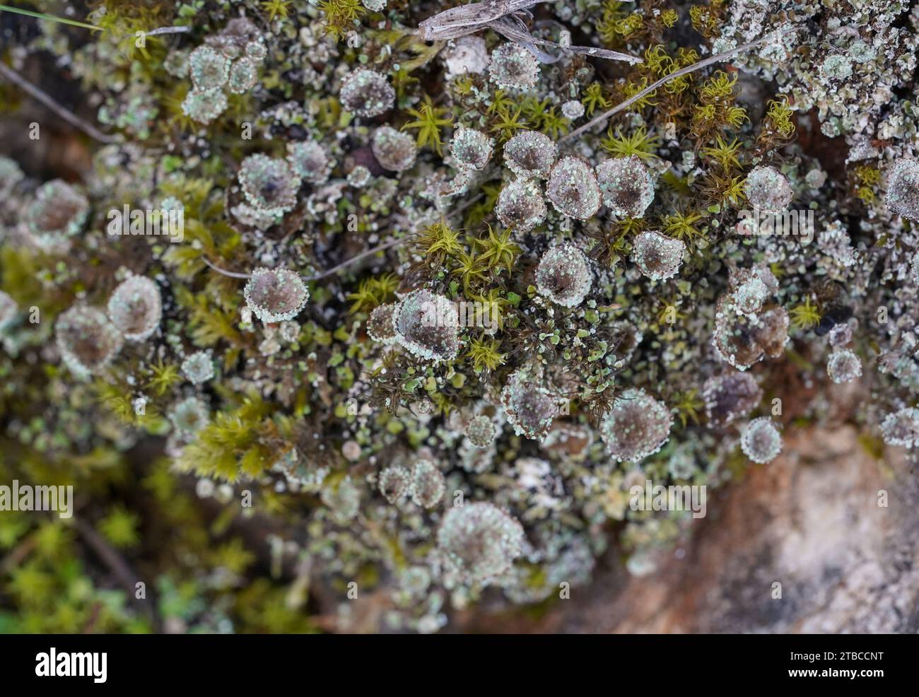 Espèce de lichen en coupe, Espagne. Banque D'Images