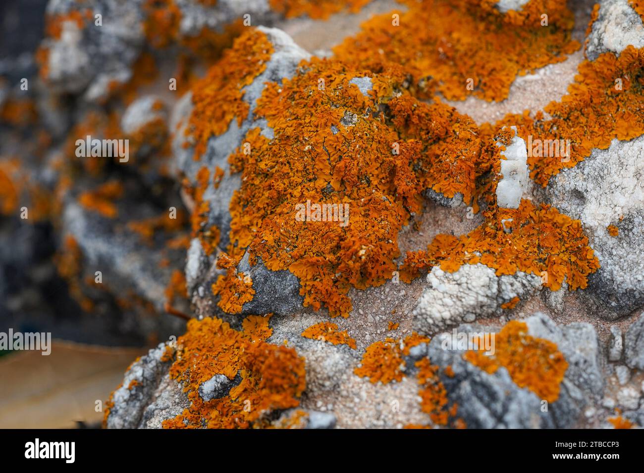 Lichen orange, élégant lichen solaire sur un rocher, Espagne. Banque D'Images