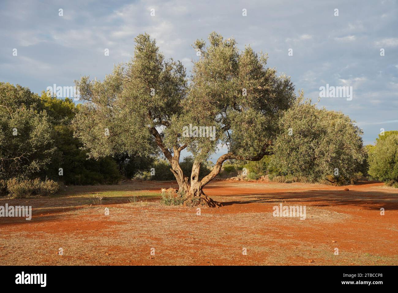 Oliviers, verger d'oliviers, olivier sur terre rouge, méditerranée, Andalousie, Espagne. Banque D'Images