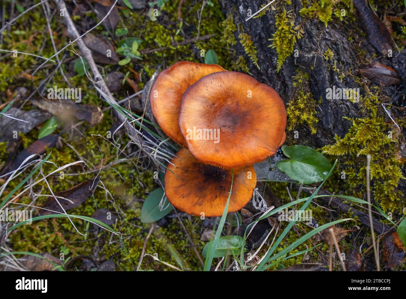 Champignons toxiques sauvages, Omphalotus olearius, jack-o'-lantern, champignons en forêt. L'Espagne. Banque D'Images