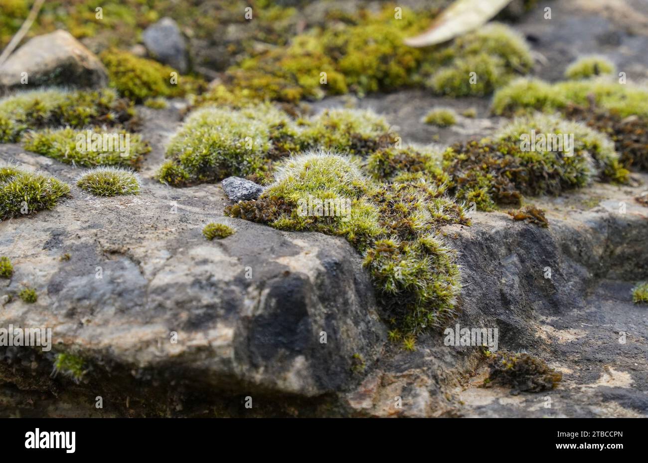 Mousse poussant sur la roche. Banque D'Images