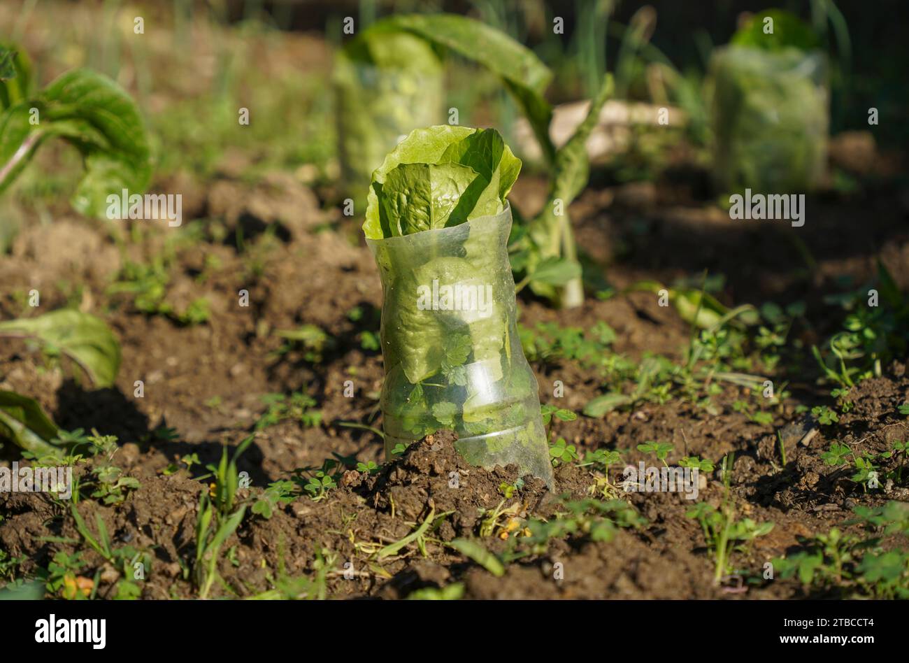 Jeunes plantes de laitue romaine dans le sol dans le jardin potager, avec bouteille en plastique autour pour protéger. Espagne. Banque D'Images